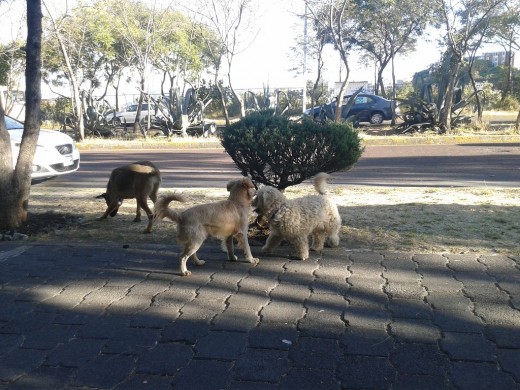 Jugando con Hugo, su vecino y amigo jajaja - 17 y 11 meses.